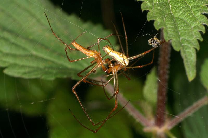 Tetragnatha_montana_D4984_Z_89_Les Gris_Frankrijk.jpg